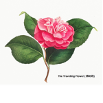 The Travelling Flower | 旅の花