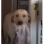 <ooter