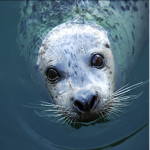 Seals united we also except penguins to come here!
