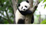 Party with Panda's