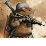 Rats Will kill you... Cats