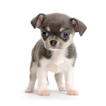 cool puppy