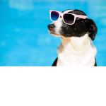 COOL DOG FAN GROUP