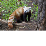 Official Red Panda Fan Group