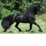 Everything horses