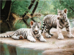 Animals fan