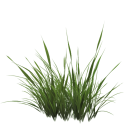 Grass