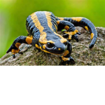 Salamander Crew