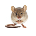 Mouse Madness Company