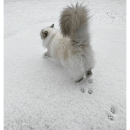 ☃︎