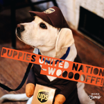 Puppies United Nation