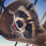 Happy Raccoons