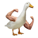 Strong Ducky For LIFE!