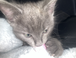 Silvi-cat