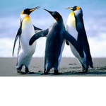 I am a penguin fan