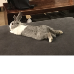 Pro rabbit