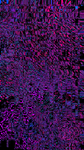 The Brookhaven Glitch Group