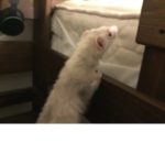 Da Ferret Squad