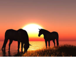 Pretty Horse