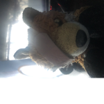 Foxy_cool