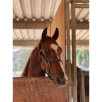 Star view stables
