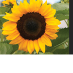 Sunflower #######