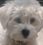 Doggy Lovers fan group