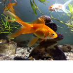 Chris's Redpanda's