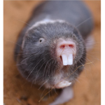 phat mole rats