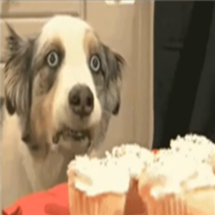 @_@ Dog Roblox decal