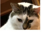 The Cat club a