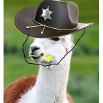 THE CEO OF LLAMAS