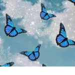 The Butterflys clan