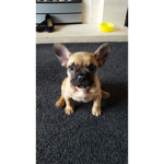 Frenchie Club