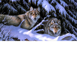 Wolfie's wolf pack of donation and more!