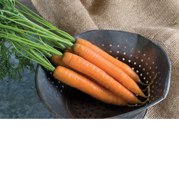 carrot base 2.0