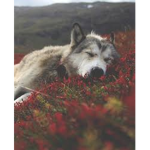 Da Galaxy Wolfs 🐺🌌