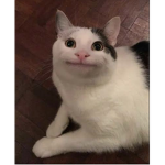 ﾃｰﾋﾟｰｼﾞｪｰﾋﾟｰの中