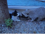 CAT AND RACOONS ARE MY FAV
