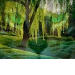 Warrior Cats : Rose Clan
