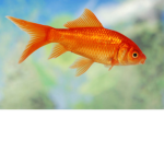 FISHY NOM