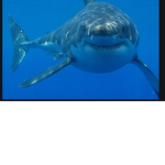 SHARK den