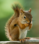 THE SQUIRRELS leogamergg_9 is god