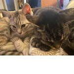 Kitty cats are my world