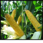 The Field of Corn