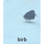 the mighty Birb empire