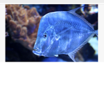 Bluefishy's World
