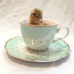 ∘•∘ＤＵＣＫＹ∘•∘
