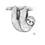 Sloths are awsome YEAH