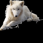 Cascading Rain (Apocalyptic Wolf RP) 10% done